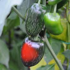 Biker Bill’s Jalapeno – C. annuum - Plante