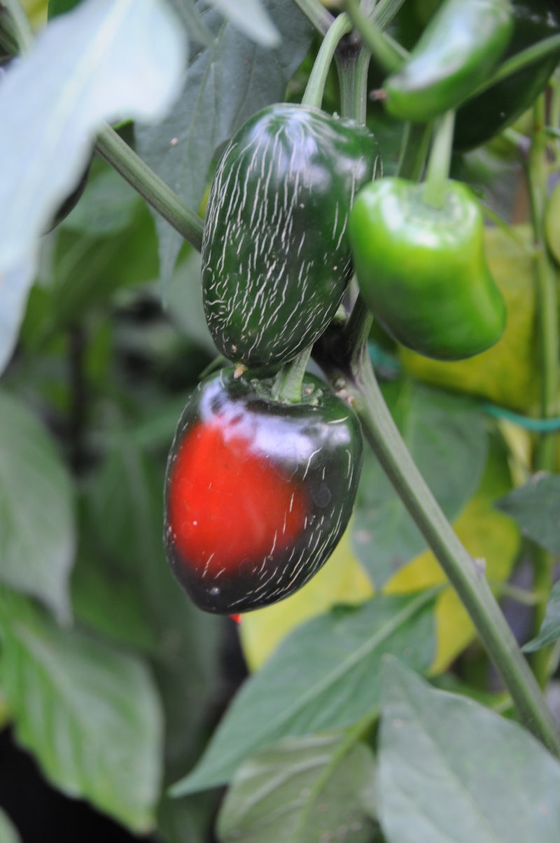 Biker Bill’s Jalapeno – C. annuum - Plante