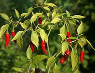 Bird Eye Italico - Capsicum annuum
