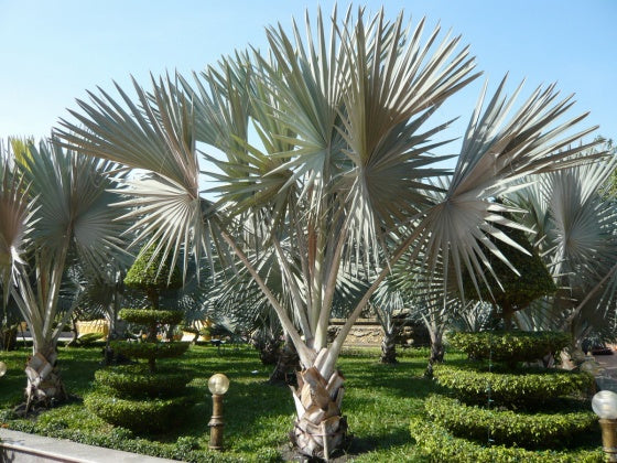 Bismarkpalme - Bismarckia nobilis (Silver)