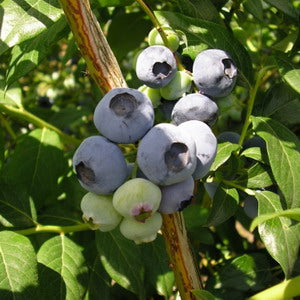 Blåbær - Bluejay - Kraftig Plante