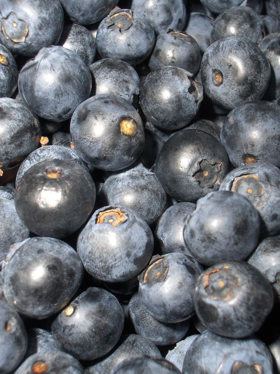 Blåbær - Vaccinium myrtillus - FRØ