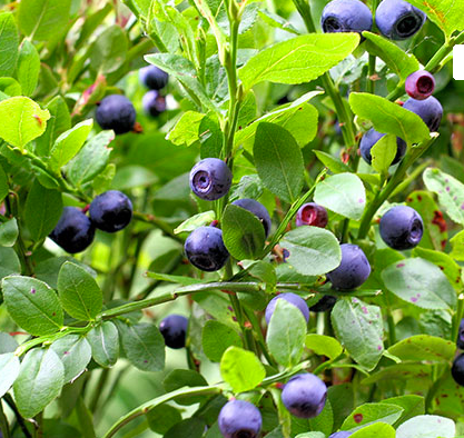 Danske Blåbær - Vaccinium myrtillus