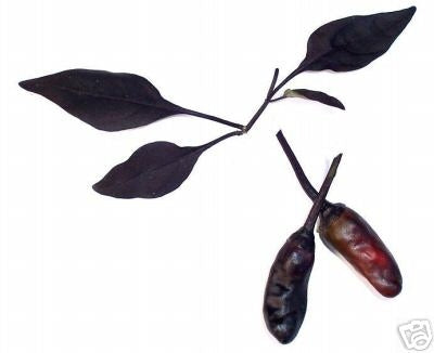 Black Knight - C. annuum