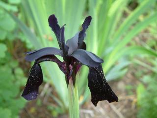 Iris Chrysographes - Black Knight