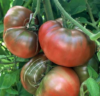 Black Krim (Crimean) - Tomat
