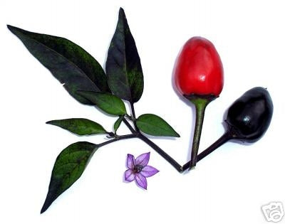 Black Namaqualand - C. annuum