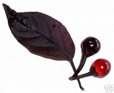 Black Pearl - C. annuum