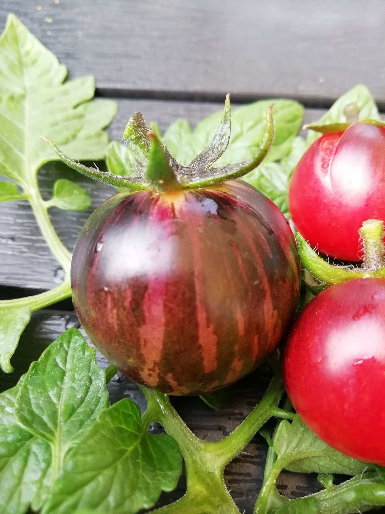 Tomat - Black Strawberry