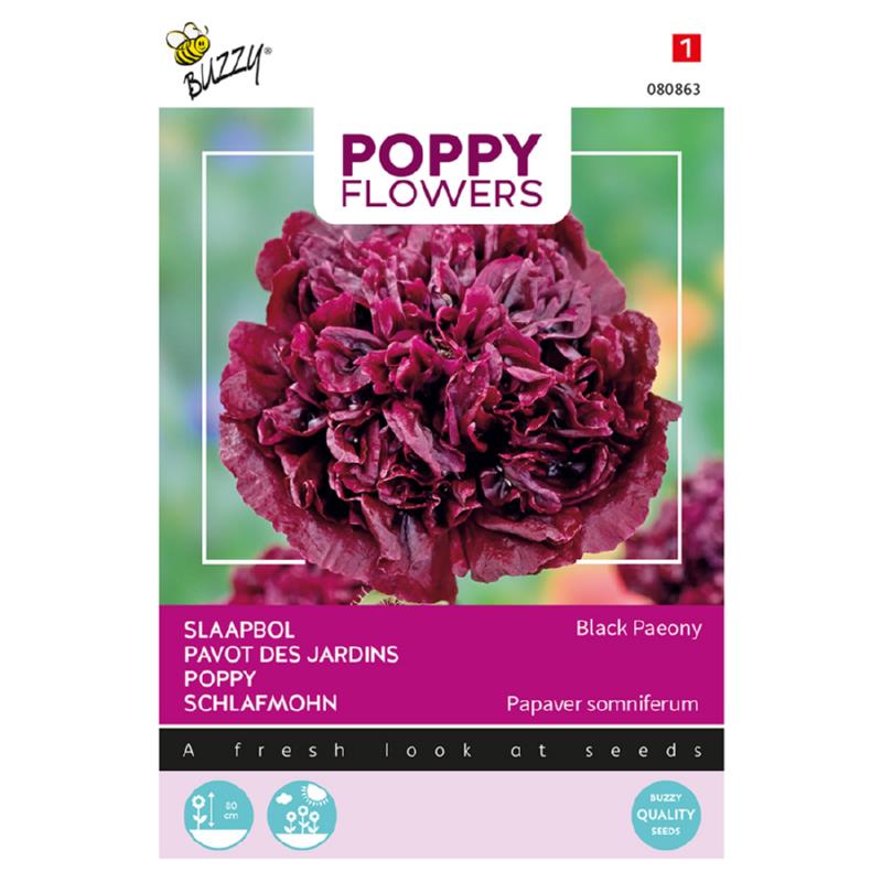 Sort Pæon - Papaver Black Paeony