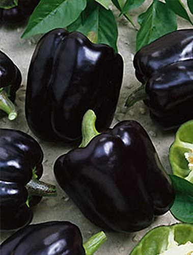 Chili Black Horse -  C. annuum