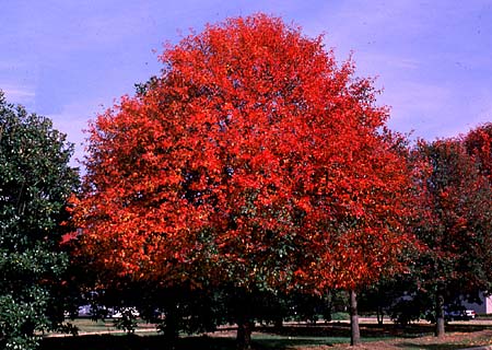 Sort Tupelo - Nyssa Sylvatica