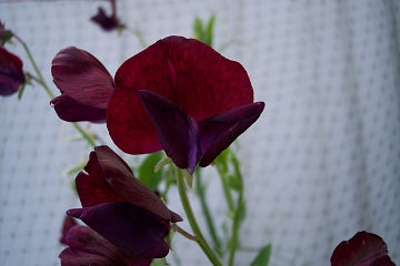 Ærteblomst -  Black Knight - Lathyrus odorata