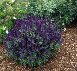 Salvie Blue Queen - Salvia Nemorosa Blaukonigin