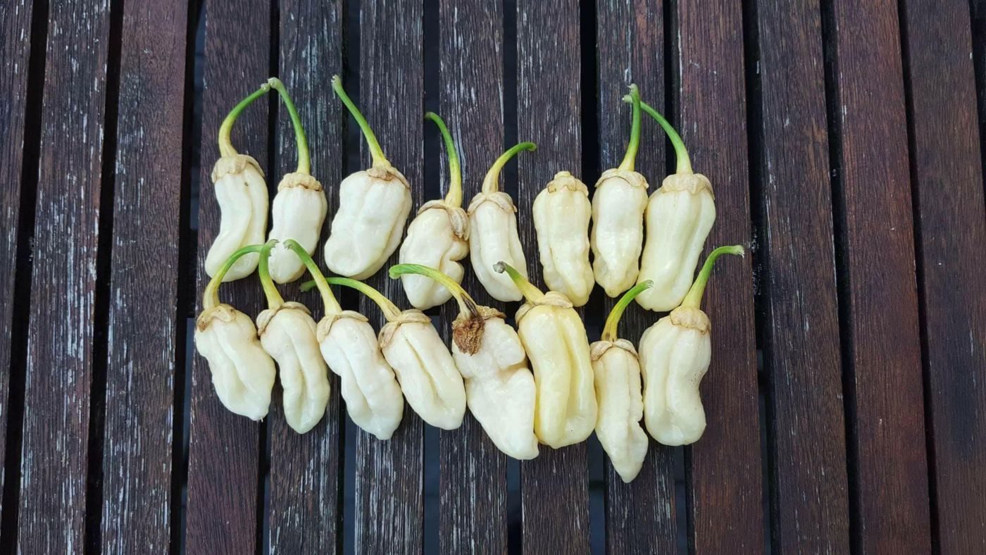 Bleeding White - 50 gram friske frugter