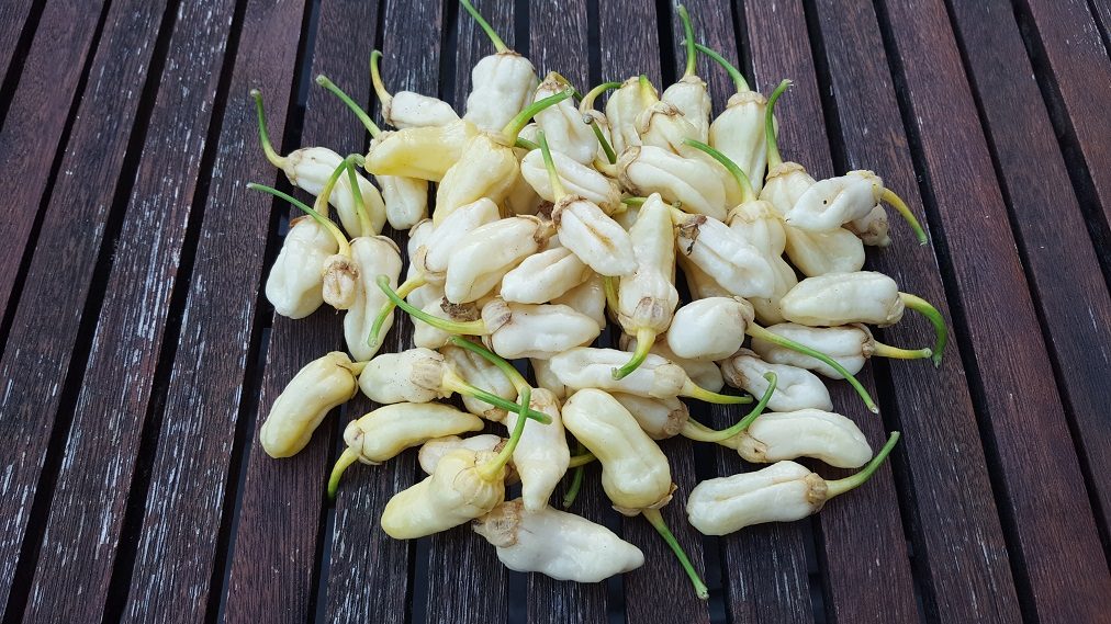 Bleeding White - 50 gram friske frugter