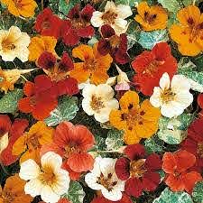 Blomsterkarse - Tropaeolum Majus - Gleam mixed
