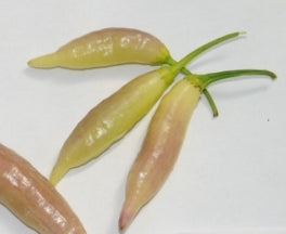 Blondie – C. baccatum