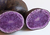 Læggekartoffel - Blå Congo 1,5 Kg - Bio