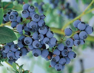 Blåbær - Blue Crop - Kraftig Plante