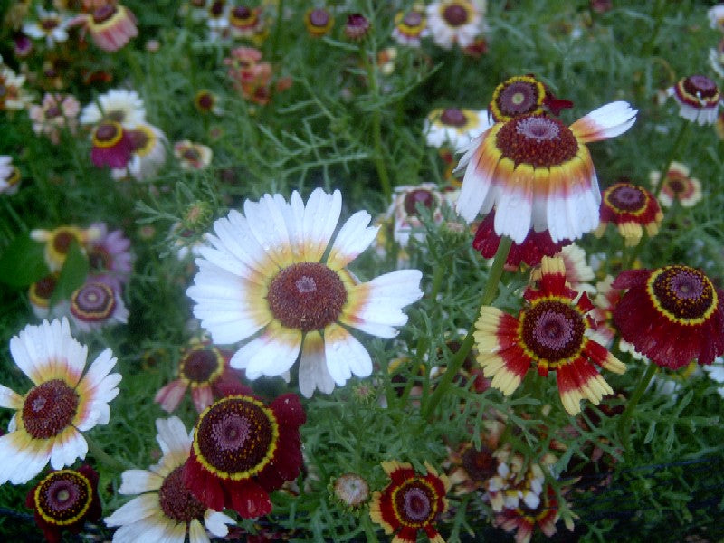 Okseøje - Chrysanthemum carinatum