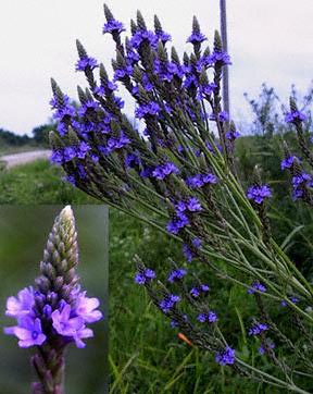 Blå Jernurt - Verbena hastata