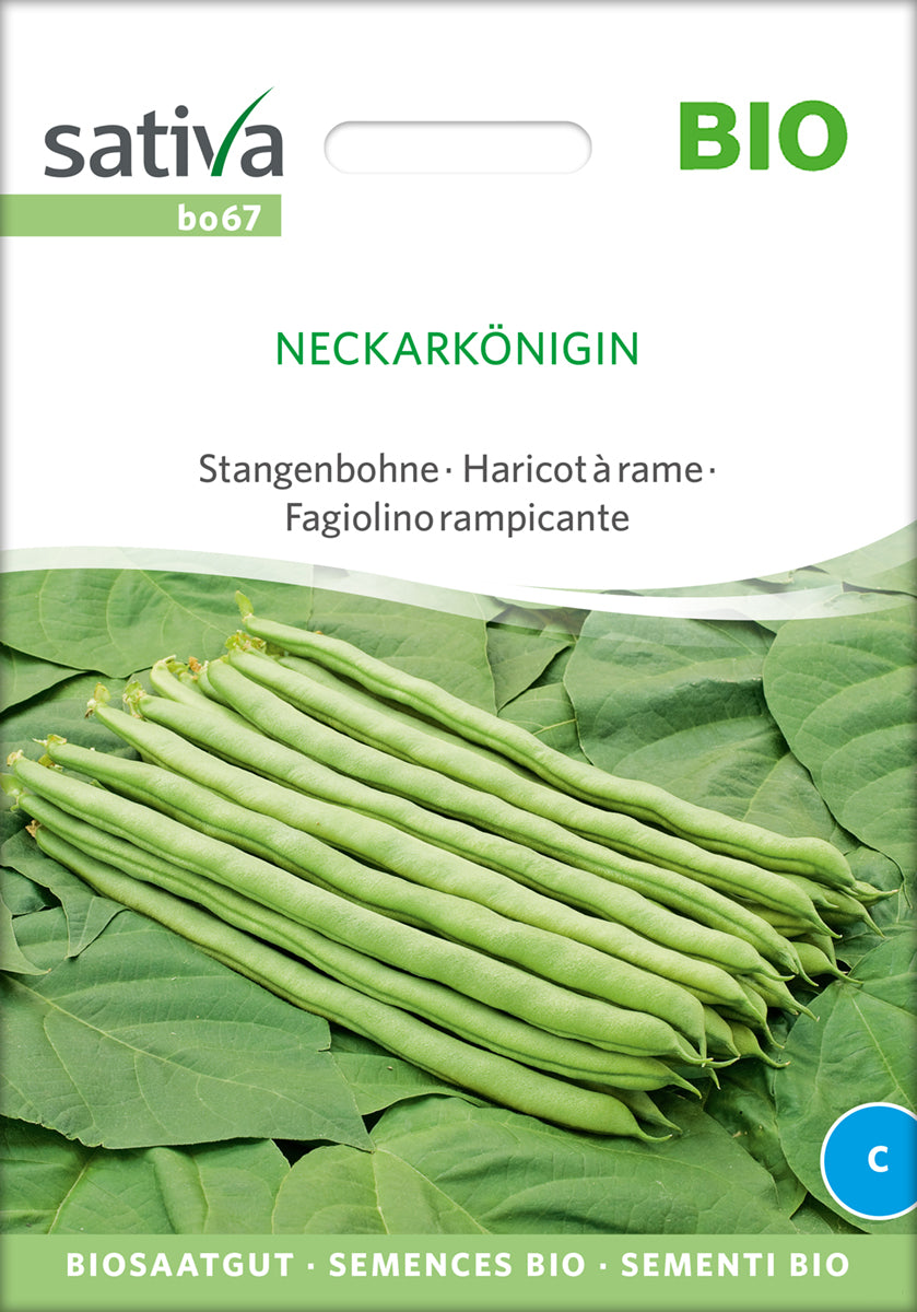 Stangbønne - Neckarkönigin - ØKO