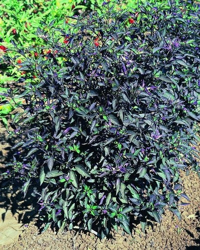 Black Olive - Capsicum annuum