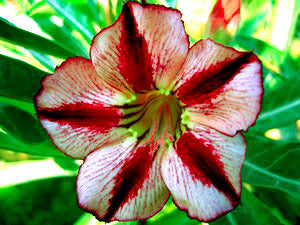 Ørkenrose - Adenium 'Bondyred'