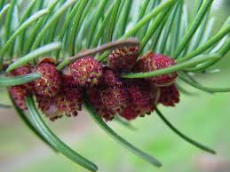 Bornmüllergran - Abies bornmullerana