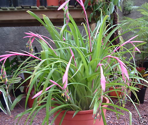 Dronningens Tårer - Bilbergia nutans - PLANTE