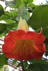 Engletrompet - Brugmansia sanguinea - Rød