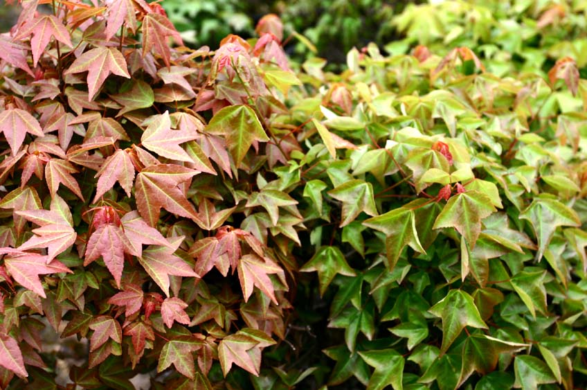 Tretand ahorn - Acer Buergerianum – Bjarne's frø og planter