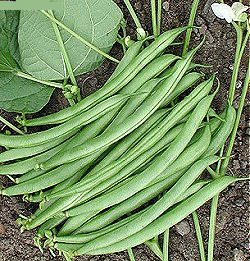 Buskbønne - Haricots Verts