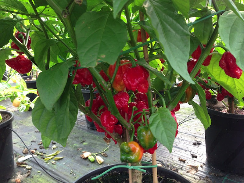 Trinidad Scorpion 'Butch T'