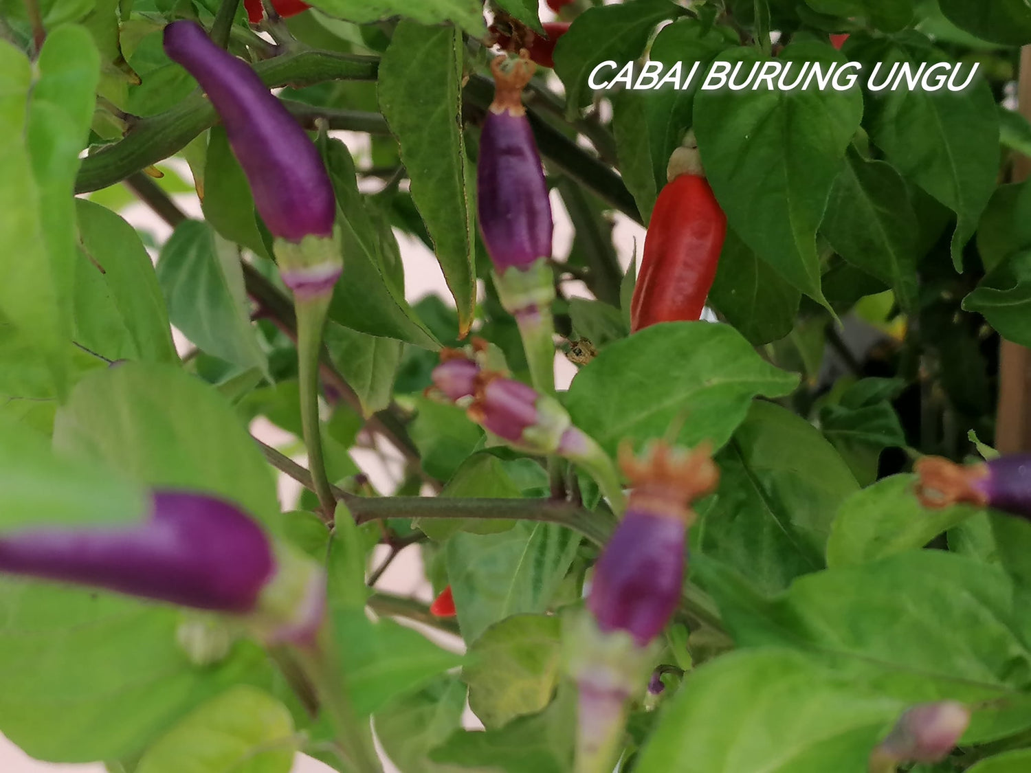 Cabai Burung Ungu  - C.Frutescens