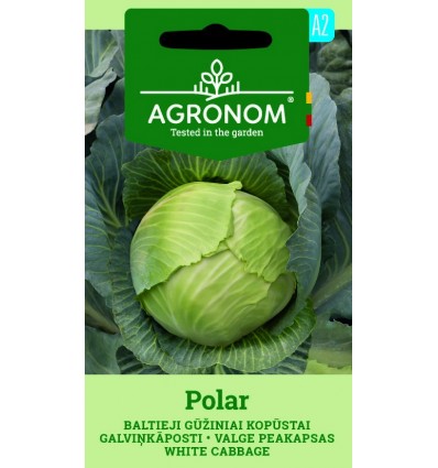 Hvidkål - Polar