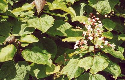 Almindelig Trompet Krone - catalpa Bignonioides
