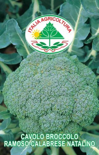 Kål, Broccoli - Ramoso Calabrese Natalino