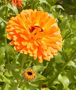 Morgenfrue - Calendula officinalis