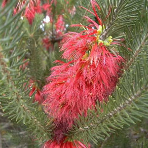 Crimson Netbush - Calothamnus quadrifidus