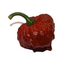 Trinidad Scorpion Moruga Caramel - C.chinense