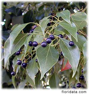 Kamfer Træ - Cinnamomum camphora