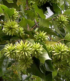 Kinesisk Happy Tree - Camptotheca acuminata