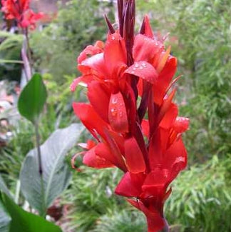 Canna Lily 'Tropical Red'