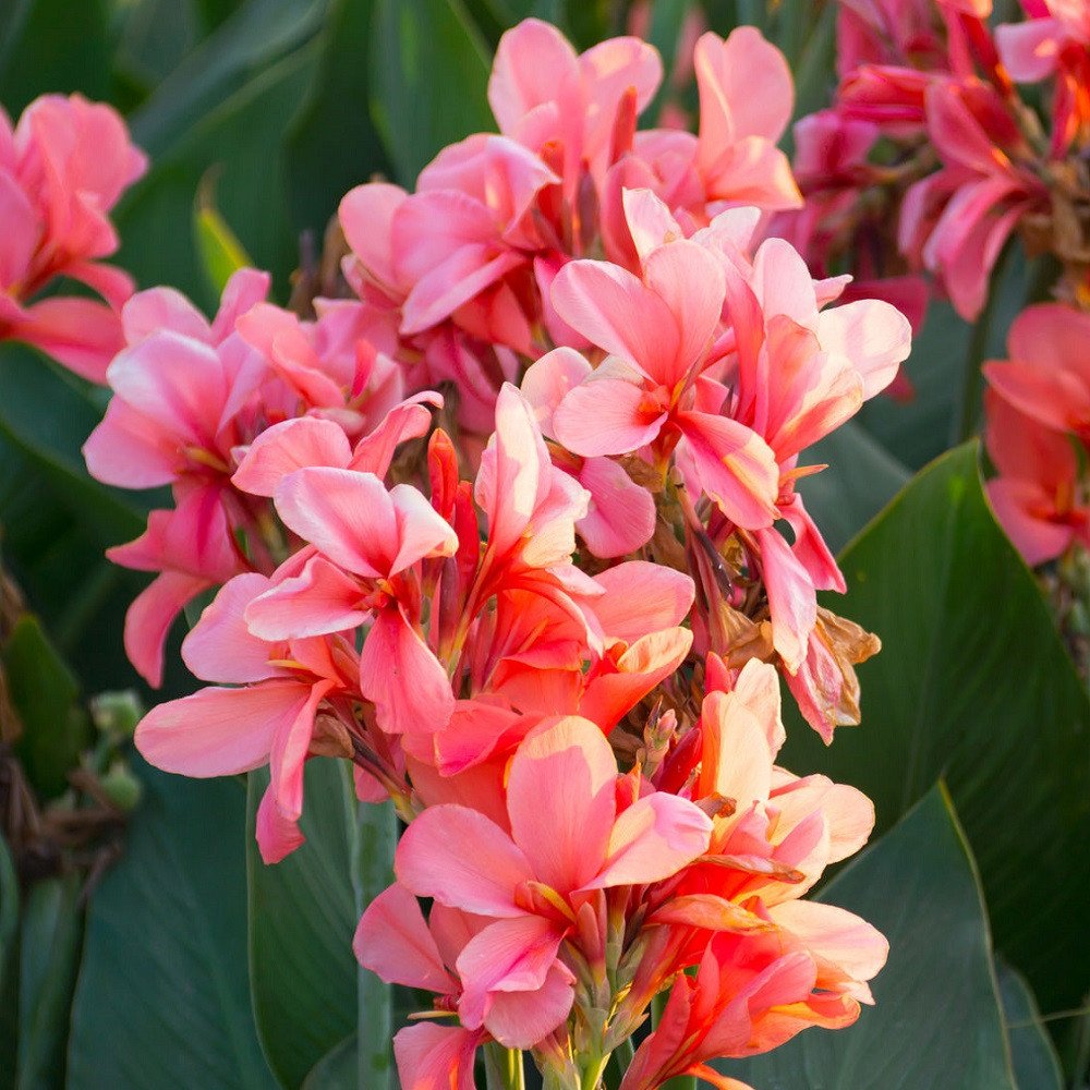 Canna - City of Portland, pink - 1 rhizom
