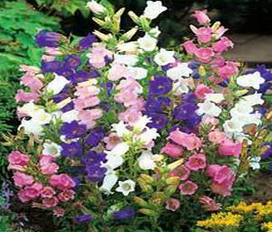Klokkeblomst - Campanula medium