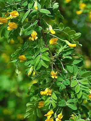 Sibirisk Ærtetræ - Caragana arborescens