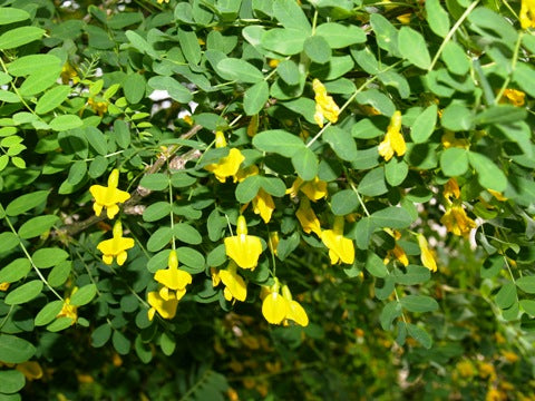 Sibirisk Ærtetræ - Caragana arborescens