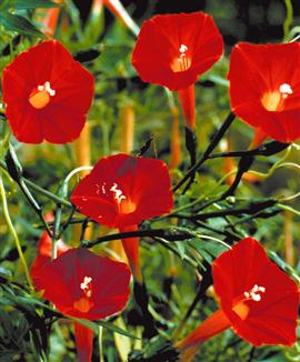 'Cardinal Climber' Ipomoea  x sloteri